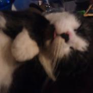 Huskat Bamse