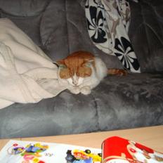 Huskat Bamse