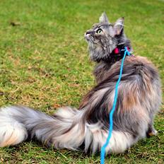 Blanding af racer Kayla