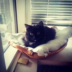 Blanding af racer Pjevs