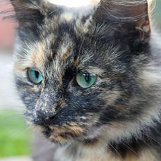 Norsk Skovkat Sannemizz (Himmelkat)