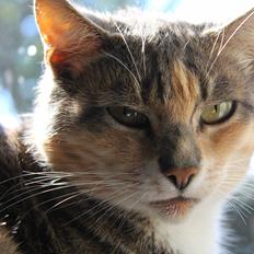 Huskat Middemizz R.I.P