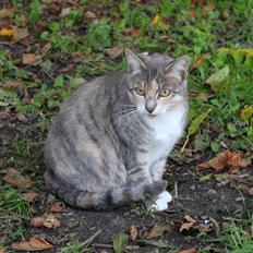 Huskat Middemizz R.I.P