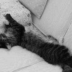 Blanding af racer Tiger