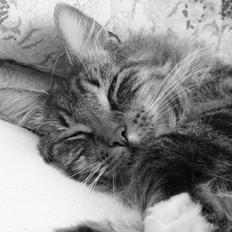 Blanding af racer Tiger