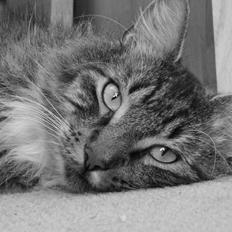 Blanding af racer Tiger