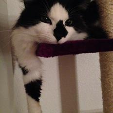 Blanding af racer Adolf