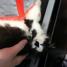 Blanding af racer Adolf