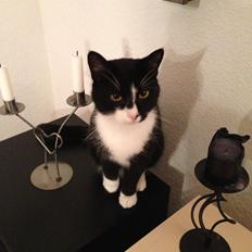 Blanding af racer Messerschmidt