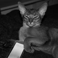 Abyssinier Exige af Khartoum