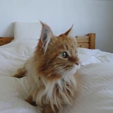 Maine Coon Leo,  Leonardo di Catprio