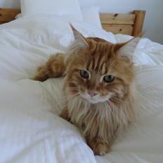 Maine Coon Leo,  Leonardo di Catprio