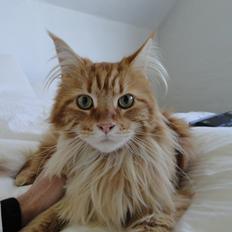 Maine Coon Leo,  Leonardo di Catprio