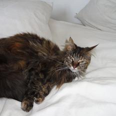 Maine Coon Lilo, Lilo Flora Danicat