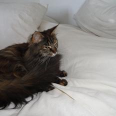 Maine Coon Lilo, Lilo Flora Danicat