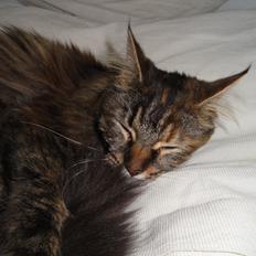 Maine Coon Lilo, Lilo Flora Danicat