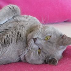 Blanding af racer Safir