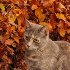 Blanding af racer Mitzi