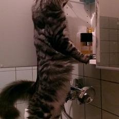 Blanding af racer Django