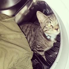 Huskat Mini R.I.P <3