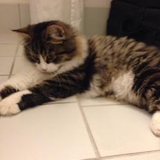 Sibirisk Kat Deirs Hawkeye, Tarzan