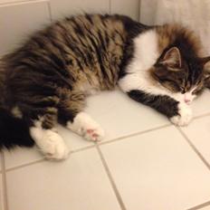 Sibirisk Kat Deirs Hawkeye, Tarzan