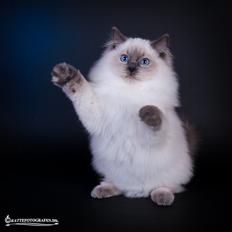 Ragdoll DK Vandoll Quality Queenie