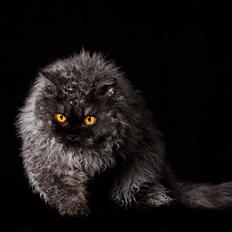 Selkirk Rex  RW SGC, PCH Lykken Peer Gynt of Tzari 