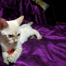 Bengal Kungsgarden Daybreak Over Kalahari