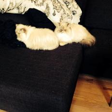 Colorpoint DK Babalou's Mille