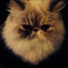 Colorpoint DK Babalou's Mille