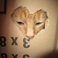 Huskat Bob (i love you) <3