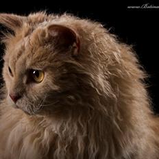 Selkirk Rex DGC/ TGCA Lykken Curly Ronja