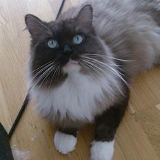Ragamuffin Amatissimi Maggiolino Of Black Oak