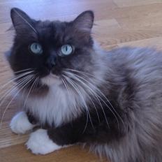 Ragamuffin Amatissimi Maggiolino Of Black Oak