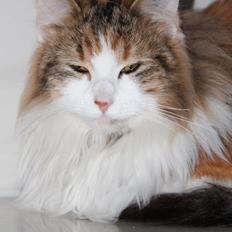 Blanding af racer Miffi