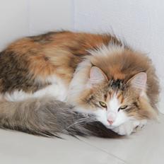 Blanding af racer Miffi