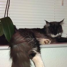 Blanding af racer Frede