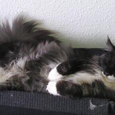 Blanding af racer Frede