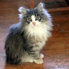 Norsk Skovkat kisser