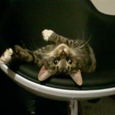 Blanding af racer Tøsen