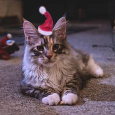 Blanding af racer Chili