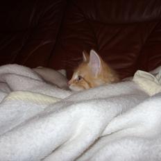 Blanding af racer Gizmo