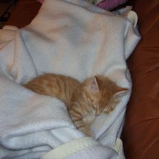 Blanding af racer Gizmo