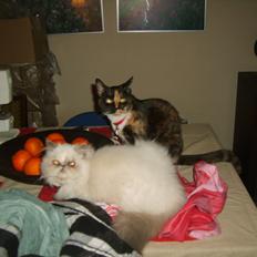 Colorpoint Babalou's Ally