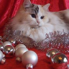 Ragdoll S* Gunbertus Lily