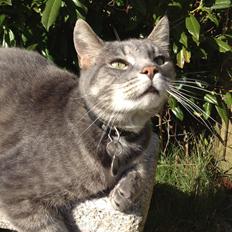 Huskat Sebastian *RIP*