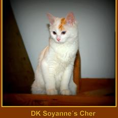 Tyrkisk Van DK Soyanne´s Cher (Avlskat)
