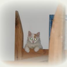 Tyrkisk Van DK Soyanne´s Cher (Avlskat)