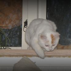 Tyrkisk Van DK Soyanne´s Cher (Avlskat)